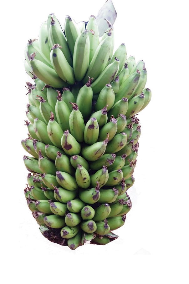 bananas-piba-foods